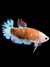 Load image into Gallery viewer, Female Halfmoon Plakat - Monkey Face #2330 - Live Betta Fish
