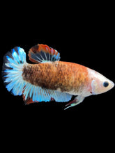 Load image into Gallery viewer, Female Halfmoon Plakat - Monkey Face #2330 - Live Betta Fish
