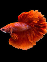 Load image into Gallery viewer, Male Rosetail - Super Red #2331 - Live Betta Fish
