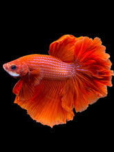 Load image into Gallery viewer, Male Rosetail - Super Red #2331 - Live Betta Fish
