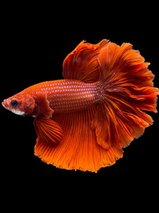 Male Rosetail - Super Red #2331 - Live Betta Fish
