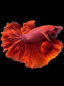 Male Rosetail - Super Red #2331 - Live Betta Fish