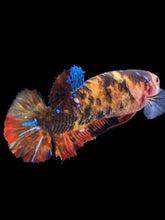 Load image into Gallery viewer, GIANT Female Halfmoon Plakat - Galaxy #2332 Live Betta Fish
