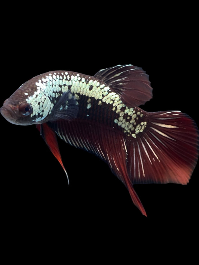 Male Splenden - Red Samurai #2333 - Live Betta Fish