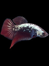 Load image into Gallery viewer, Male Splenden - Red Samurai #2333 - Live Betta Fish
