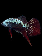 Load image into Gallery viewer, Male Splenden - Red Samurai #2333 - Live Betta Fish
