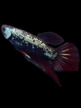 Load image into Gallery viewer, Male Splenden - Red Samurai #2333 - Live Betta Fish
