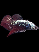Load image into Gallery viewer, Male Splenden - Red Samurai #2333 - Live Betta Fish
