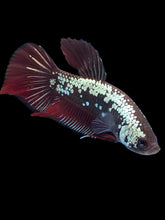Load image into Gallery viewer, Male Splenden - Red Samurai #2333 - Live Betta Fish
