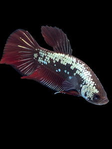Male Splenden - Red Samurai #2333 - Live Betta Fish