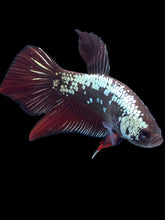 Load image into Gallery viewer, Male Splenden - Red Samurai #2333 - Live Betta Fish
