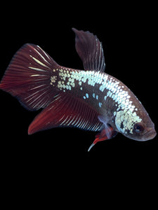 Male Splenden - Red Samurai #2333 - Live Betta Fish