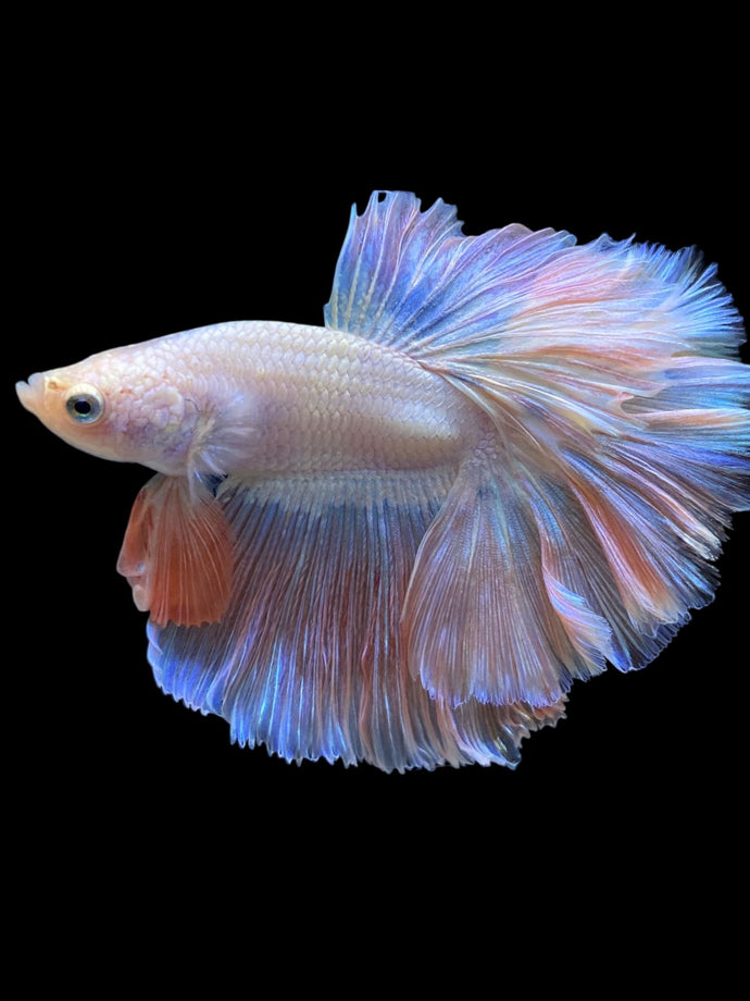 Male Rosetail - Pastel Pink #2335 - Live Betta Fish
