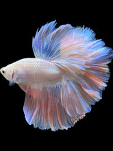 Load image into Gallery viewer, Male Rosetail - Pastel Pink #2335 - Live Betta Fish
