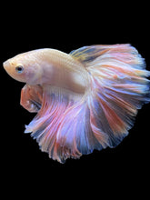 Load image into Gallery viewer, Male Rosetail - Pastel Pink #2335 - Live Betta Fish
