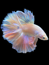 Load image into Gallery viewer, Male Rosetail - Pastel Pink #2335 - Live Betta Fish
