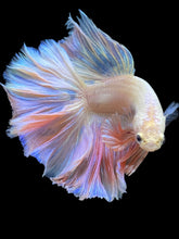 Load image into Gallery viewer, Male Rosetail - Pastel Pink #2335 - Live Betta Fish
