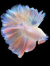 Load image into Gallery viewer, Male Rosetail - Pastel Pink #2335 - Live Betta Fish
