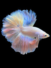 Load image into Gallery viewer, Male Rosetail - Pastel Pink #2335 - Live Betta Fish
