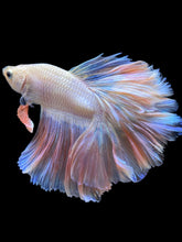 Load image into Gallery viewer, Male Rosetail - Pastel Pink #2335 - Live Betta Fish
