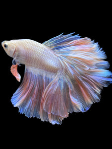 Male Rosetail - Pastel Pink #2335 - Live Betta Fish