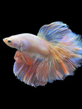 Load image into Gallery viewer, Male Rosetail - Pastel Pink #2335 - Live Betta Fish
