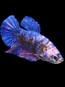 GIANT Male Halfmoon Plakat - Candy #2336 - Live Betta Fish