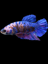 Load image into Gallery viewer, GIANT Male Halfmoon Plakat - Candy #2336 - Live Betta Fish

