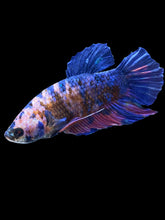 Load image into Gallery viewer, GIANT Male Halfmoon Plakat - Candy #2336 - Live Betta Fish
