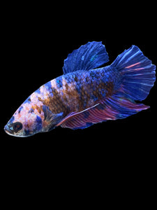 GIANT Male Halfmoon Plakat - Candy #2336 - Live Betta Fish