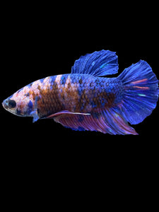 GIANT Male Halfmoon Plakat - Candy #2336 - Live Betta Fish