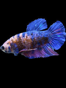 GIANT Male Halfmoon Plakat - Candy #2336 - Live Betta Fish