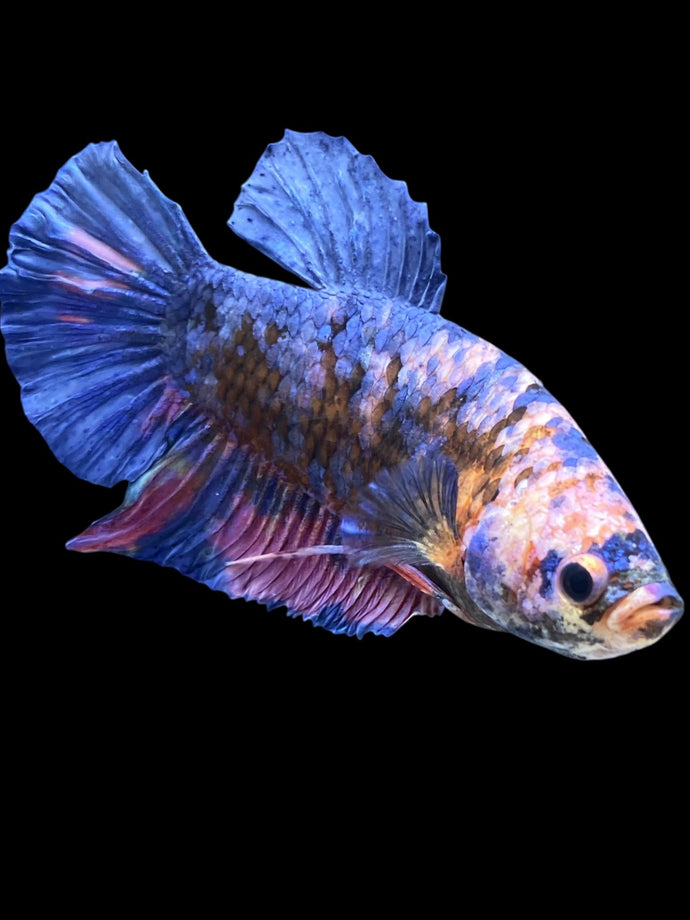 GIANT Male Halfmoon Plakat - Candy #2336 - Live Betta Fish