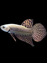 Load image into Gallery viewer, Male Alien - Copper - Live Betta Fish
