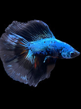 Load image into Gallery viewer, Male Fullmoon - Blue Samurai #2337 - Live Betta Fish
