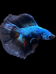 Male Fullmoon - Blue Samurai #2337 - Live Betta Fish