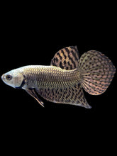 Load image into Gallery viewer, Male Alien - Copper - Live Betta Fish
