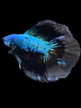 Load image into Gallery viewer, Male Fullmoon - Blue Samurai #2337 - Live Betta Fish
