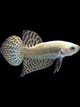 Load image into Gallery viewer, Male Alien - Copper - Live Betta Fish
