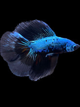 Load image into Gallery viewer, Male Fullmoon - Blue Samurai #2337 - Live Betta Fish

