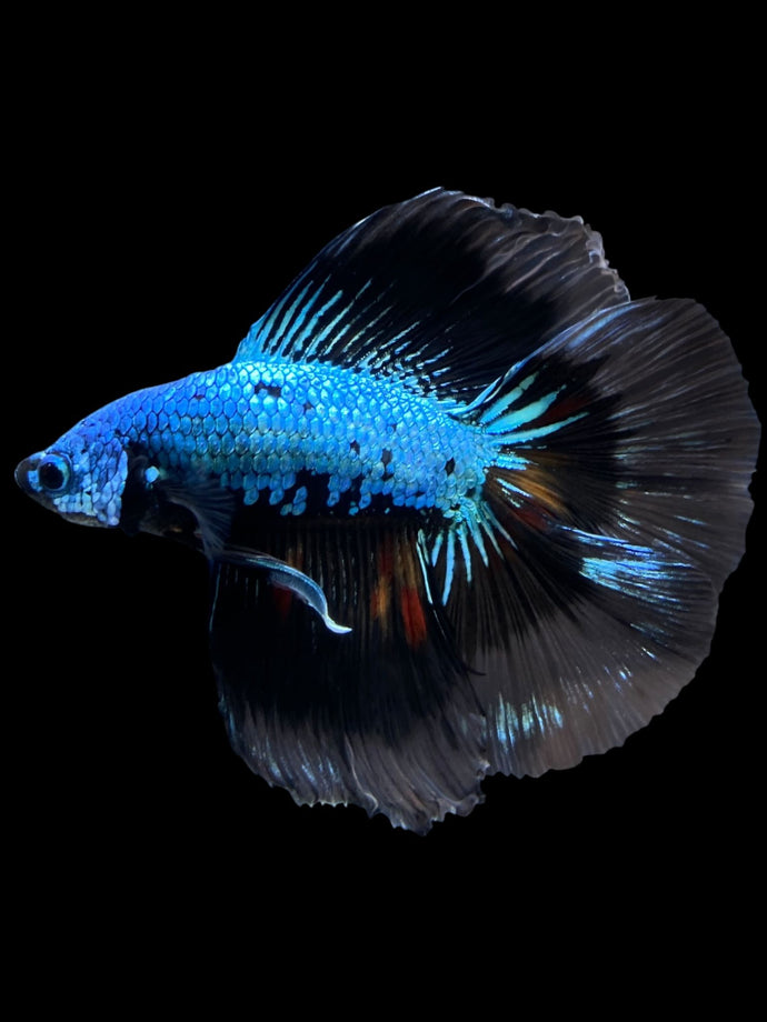 Male Fullmoon - Blue Samurai #2337 - Live Betta Fish