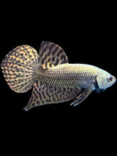 Load image into Gallery viewer, Male Alien - Copper - Live Betta Fish
