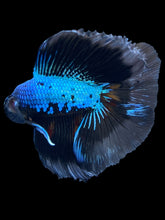Load image into Gallery viewer, Male Fullmoon - Blue Samurai #2337 - Live Betta Fish
