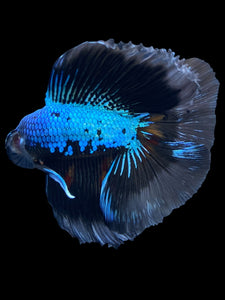 Male Fullmoon - Blue Samurai #2337 - Live Betta Fish