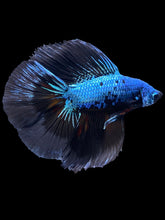 Load image into Gallery viewer, Male Fullmoon - Blue Samurai #2337 - Live Betta Fish
