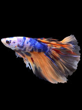 Load image into Gallery viewer, Male Halfmoon - Galaxy #2338 - Live Betta Fish
