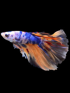 Male Halfmoon - Galaxy #2338 - Live Betta Fish