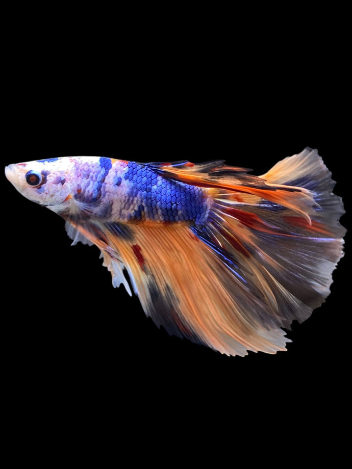 Male Halfmoon - Galaxy #2338 - Live Betta Fish