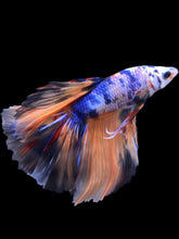 Load image into Gallery viewer, Male Halfmoon - Galaxy #2338 - Live Betta Fish
