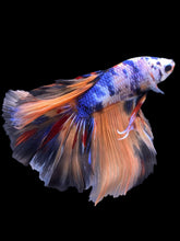 Load image into Gallery viewer, Male Halfmoon - Galaxy #2338 - Live Betta Fish
